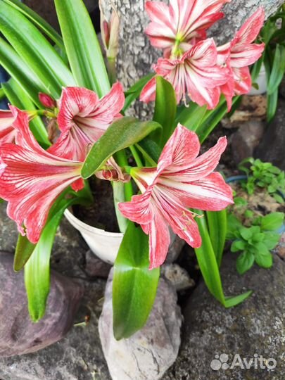 Луковицы амариллиса