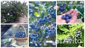 Голубика саженцы