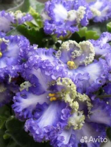 Сортовые фиалки