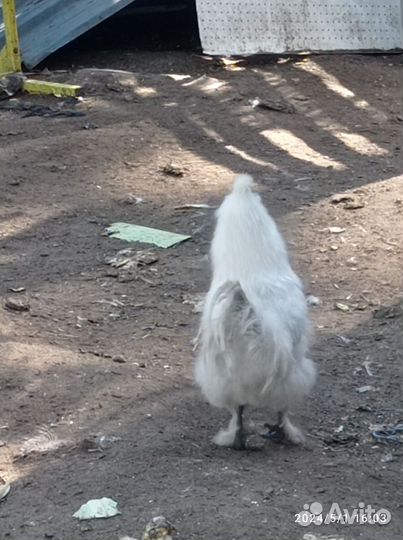 Петушки китайские шёлковые