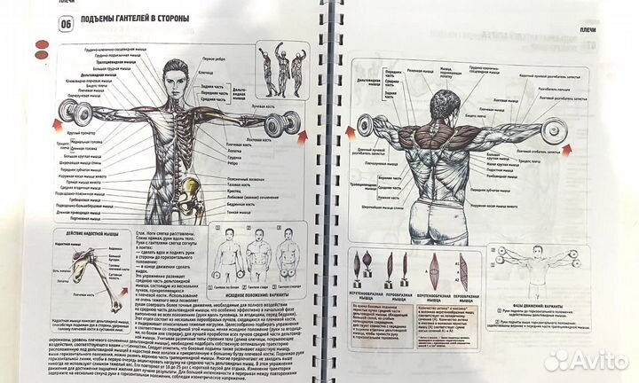 Анатомия силовых упражнений