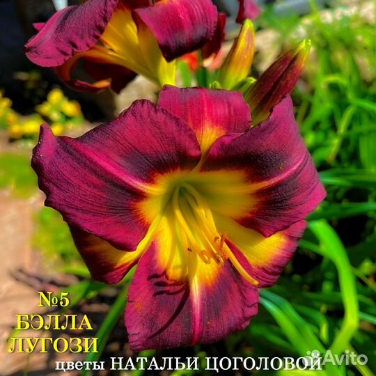 Многолетние Лилейники сортовые