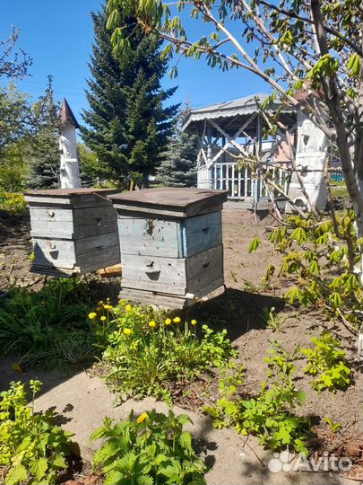 Продам ульи для пчел