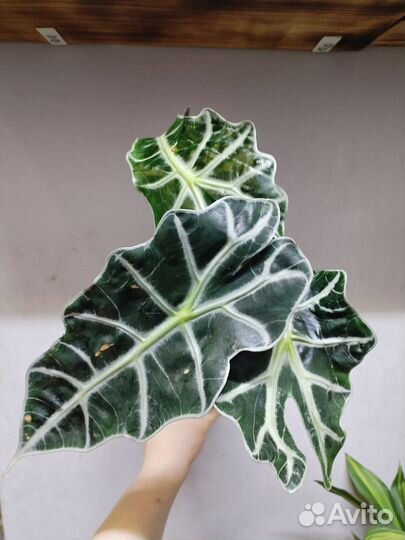 Алоказия полли, кордилина киви