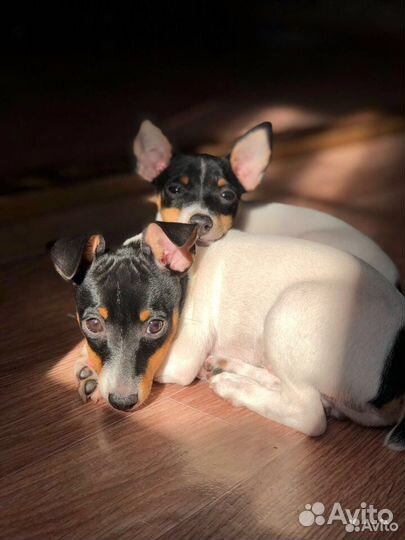 Той фокстерьер