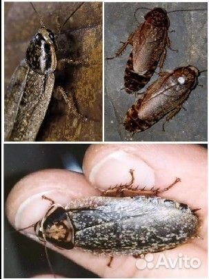 Мадагаскарский таракан-мраморные тараканы