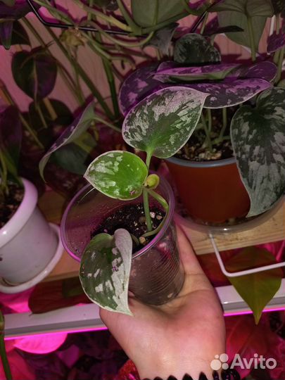 Сциндапсус пиктус сильвер энн