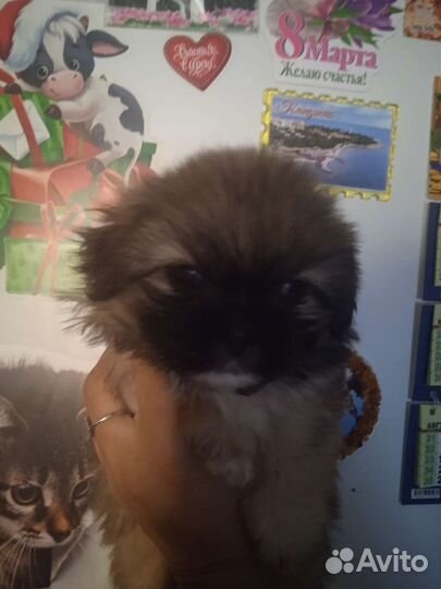 Щенки пекинеса