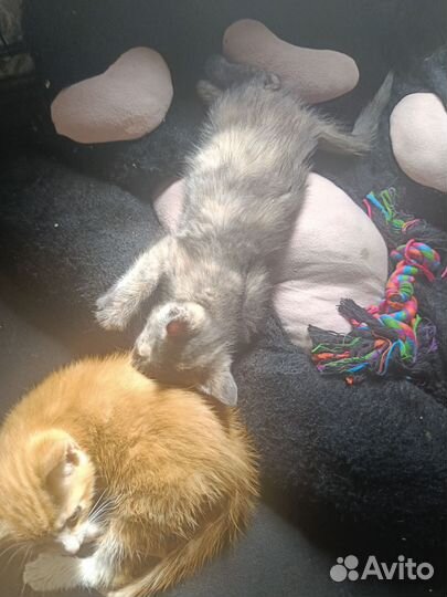 Передержка животных