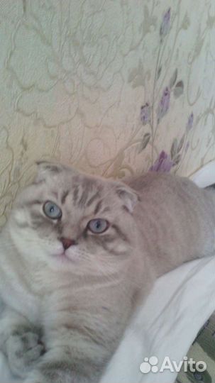 Шотландский кот на вязку вислоухий