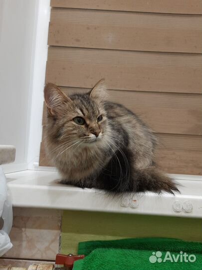 Отдам сибирскую кошку в добрые руки