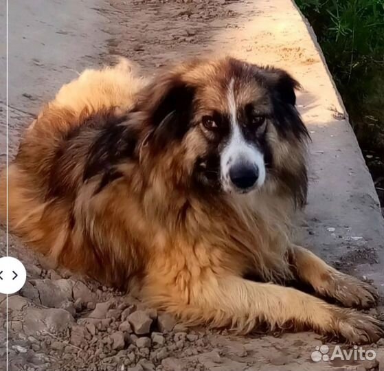 Отдаю бесплатно