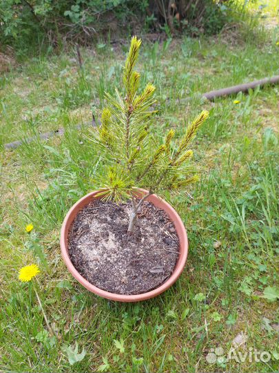 Pinus densiflora 'Rainbow' 25-35см