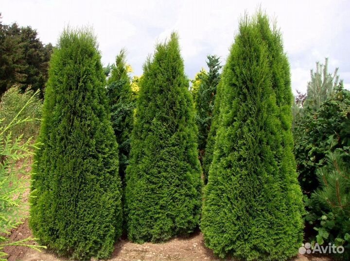 Туи брабант