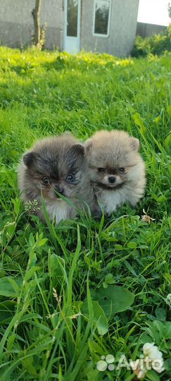 Померанский шпиц