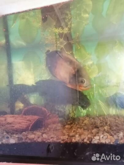 Астронотус, птеригоплихт