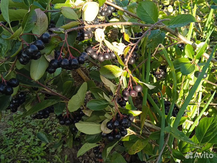 Помидоры, черноплодная рябина, огурцы