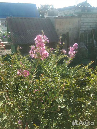 Лагерстремия