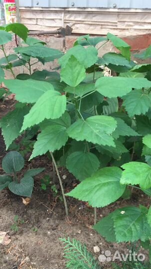 Гибискус мохровый