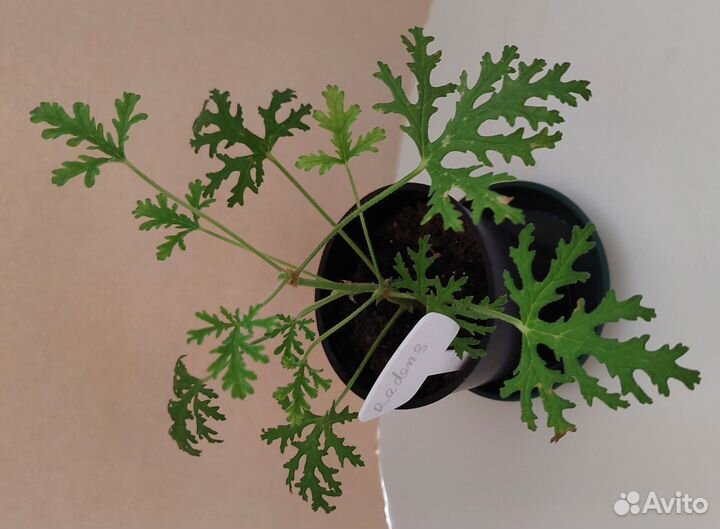 Пеларгония герань душистая 22 аромата