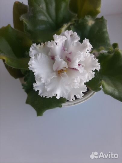 Цветущие детки фиалок