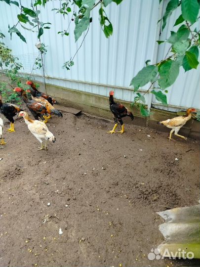 Бойцовая птица