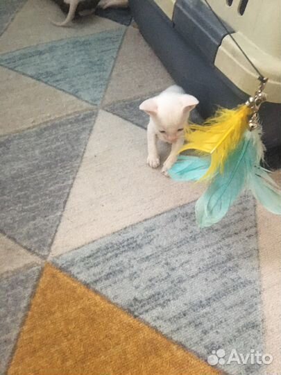 Бронь. Котята корниш- рекс