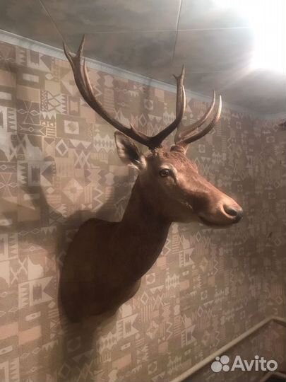 Чучело оленя