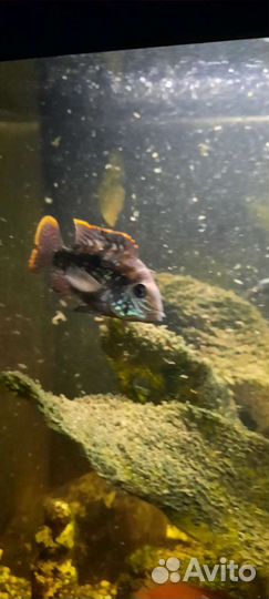 Хромис красавец, Таракатум