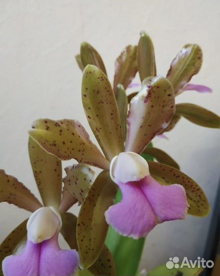 Cattleya Mrs. Mahler