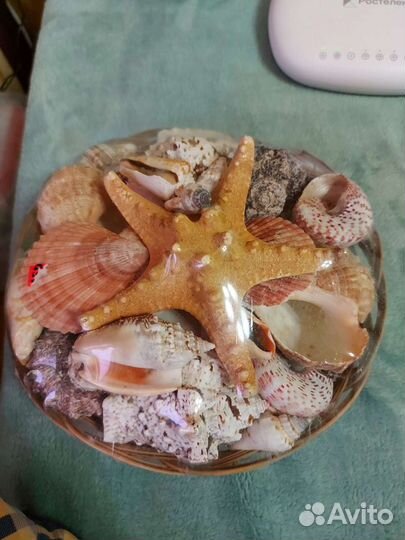 Морские ракушки раковины