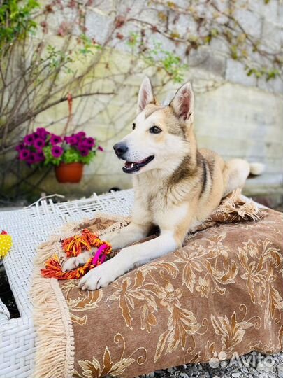 Собака год умная помесь лайка