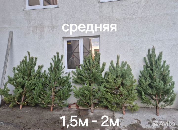 Сосна новогодняя пушистая опт, розница (1.5-3м)