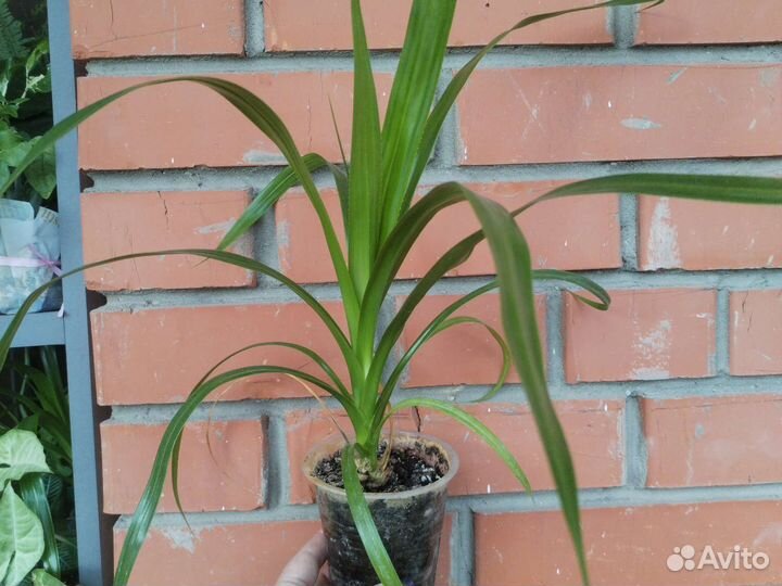 Пальма панданус