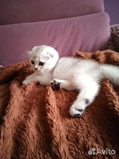 Серебристая шиншилла вислоухий малыш