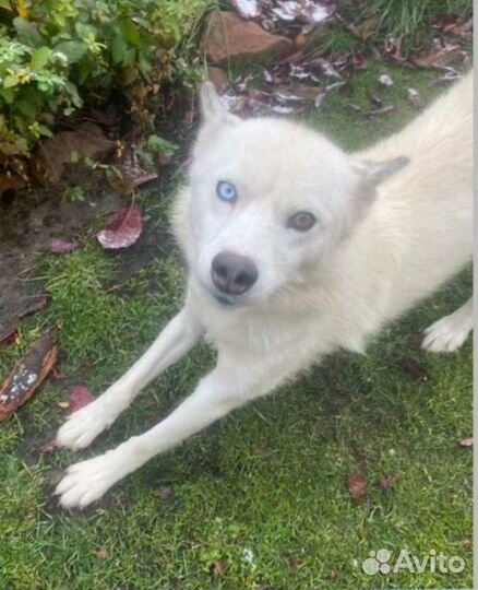 Помесь хаски