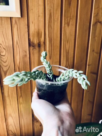 Очиток Моргана / Седум / Суккулент - отростки