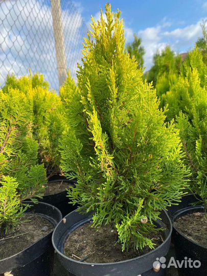 Туя, можжевельник