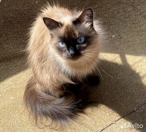 Кошка ищет кота для вязки