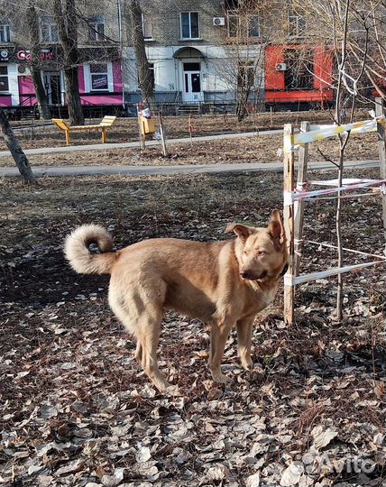 В добрые и заботливые руки