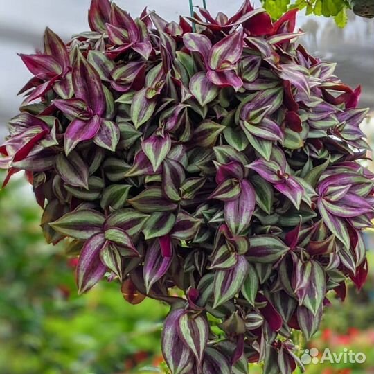 Традисканции