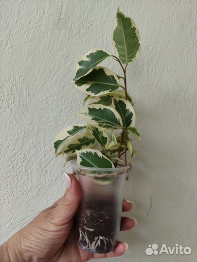 Фикус Альбомаргината