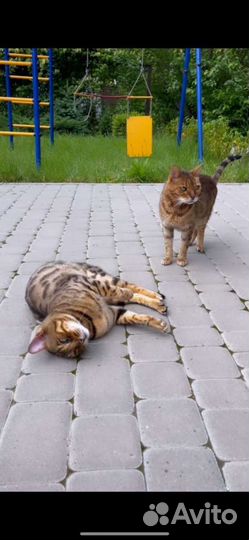 Зоогостиница Передержка Няня кошек