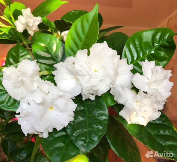 Табернемонтана, абутилон Тигр, монстера Манки