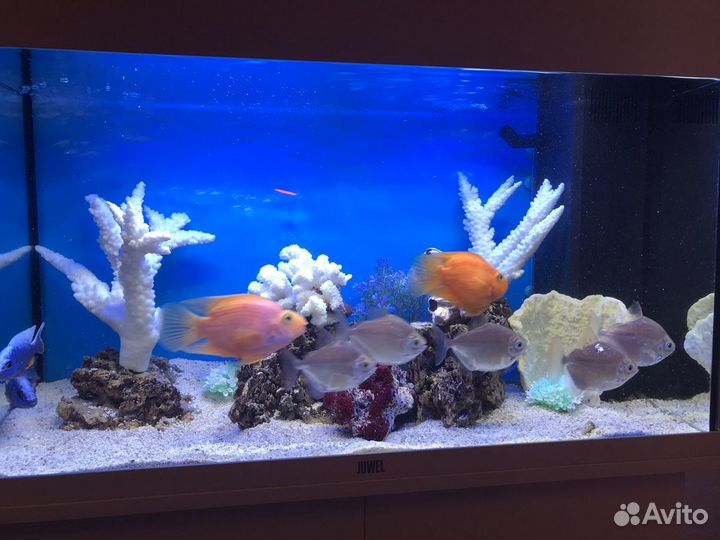 Обслуживание аквариумов