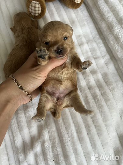 Мальтипу ф1 Корея микро special edition