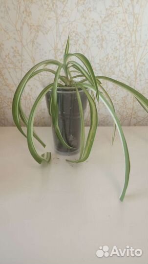 Хлорофитум