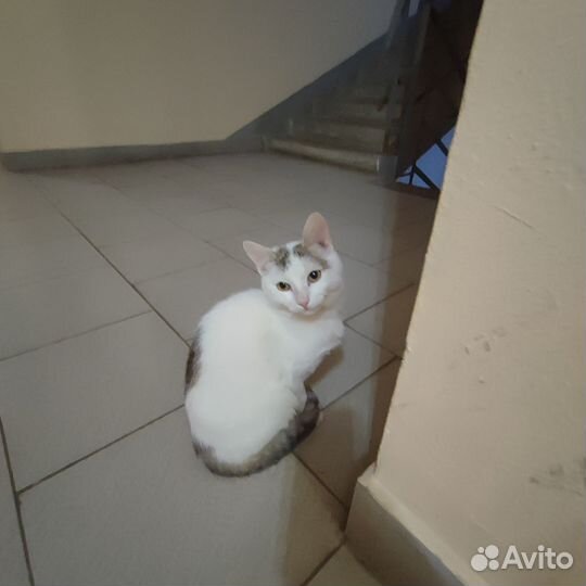 Найдена кошка