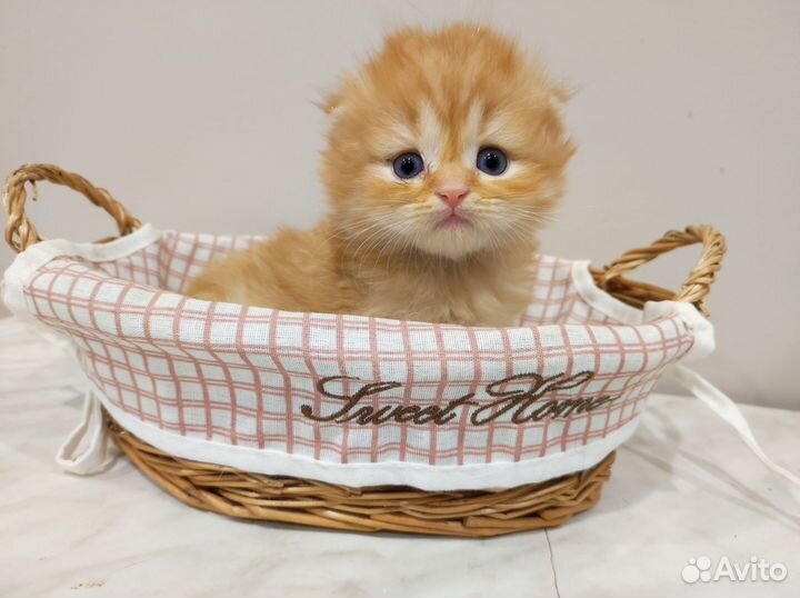 Шотландский длинношерстный милах