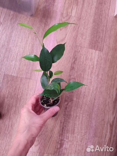 Фикус бенджамина